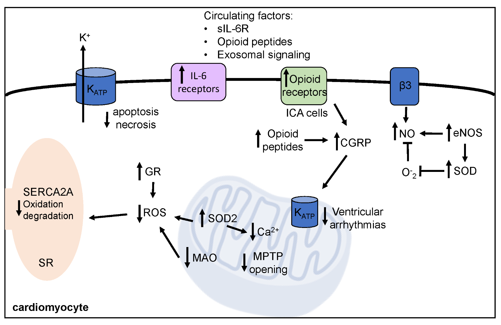 Special Issue Exercise And Cardioprotection Against Ischemia